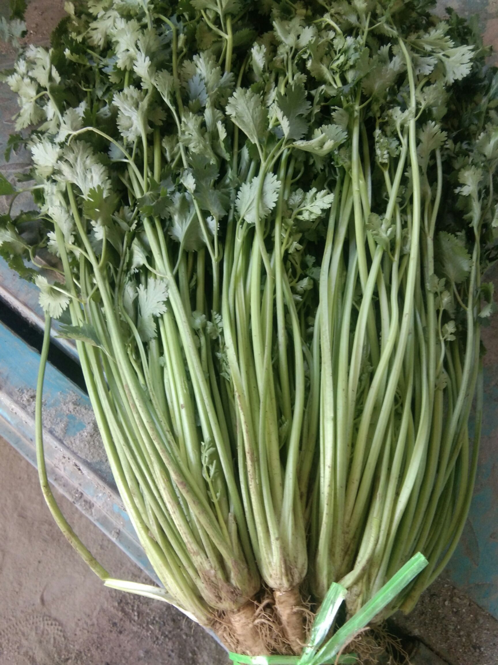 铁杆青香菜 55cm