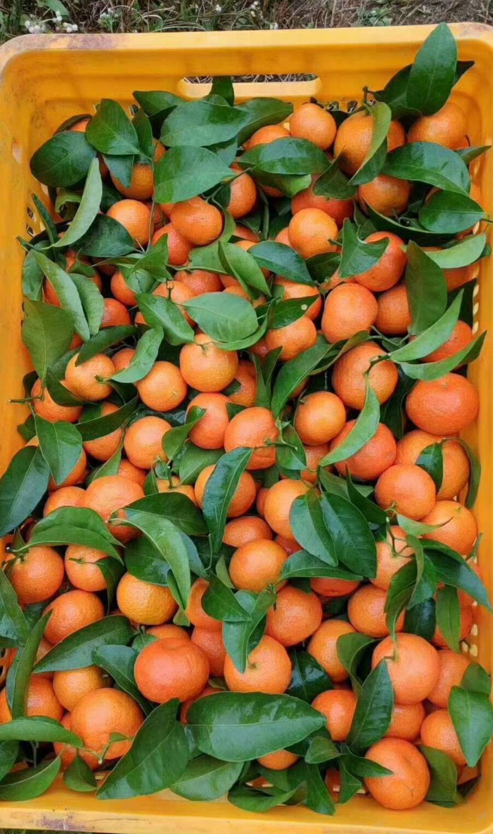 沙糖桔 3.5 - 4cm 1两以下