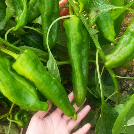 虞城县鲜泡椒 15~20cm 微辣 靑色 