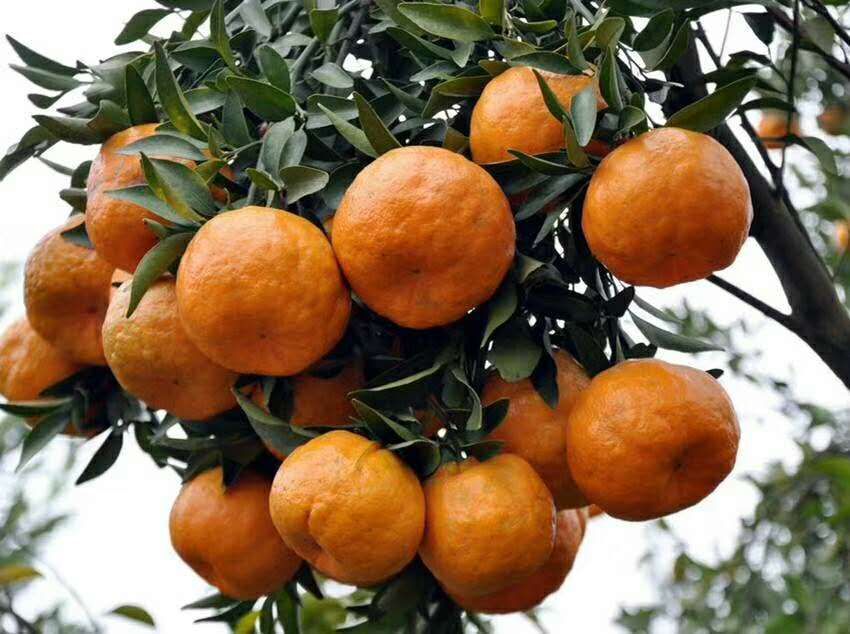 浙江酸甜柑桔