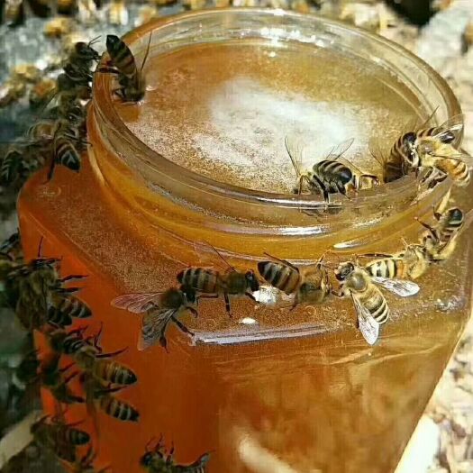 蒙阴县 土蜂蜜农家自产土蜂蜜小蜜蜂采的百花蜜