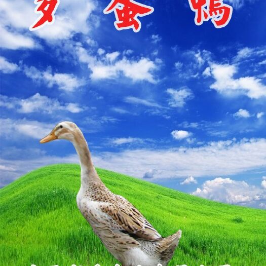南宁青壳二号蛋鸭苗 