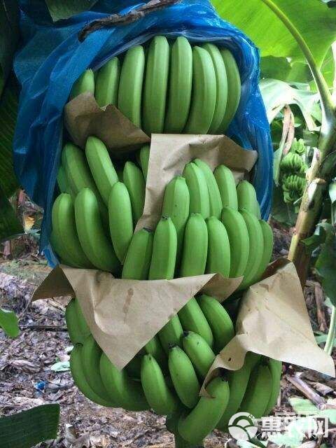 河口香蕉 七成熟 