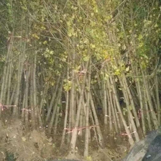 雅安银杏实生苗 