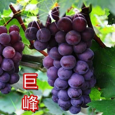 新乐市巨峰葡萄苗 