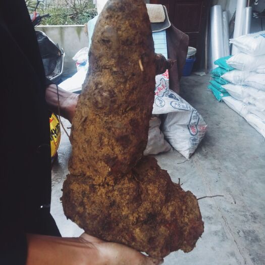 盐津县土茯苓