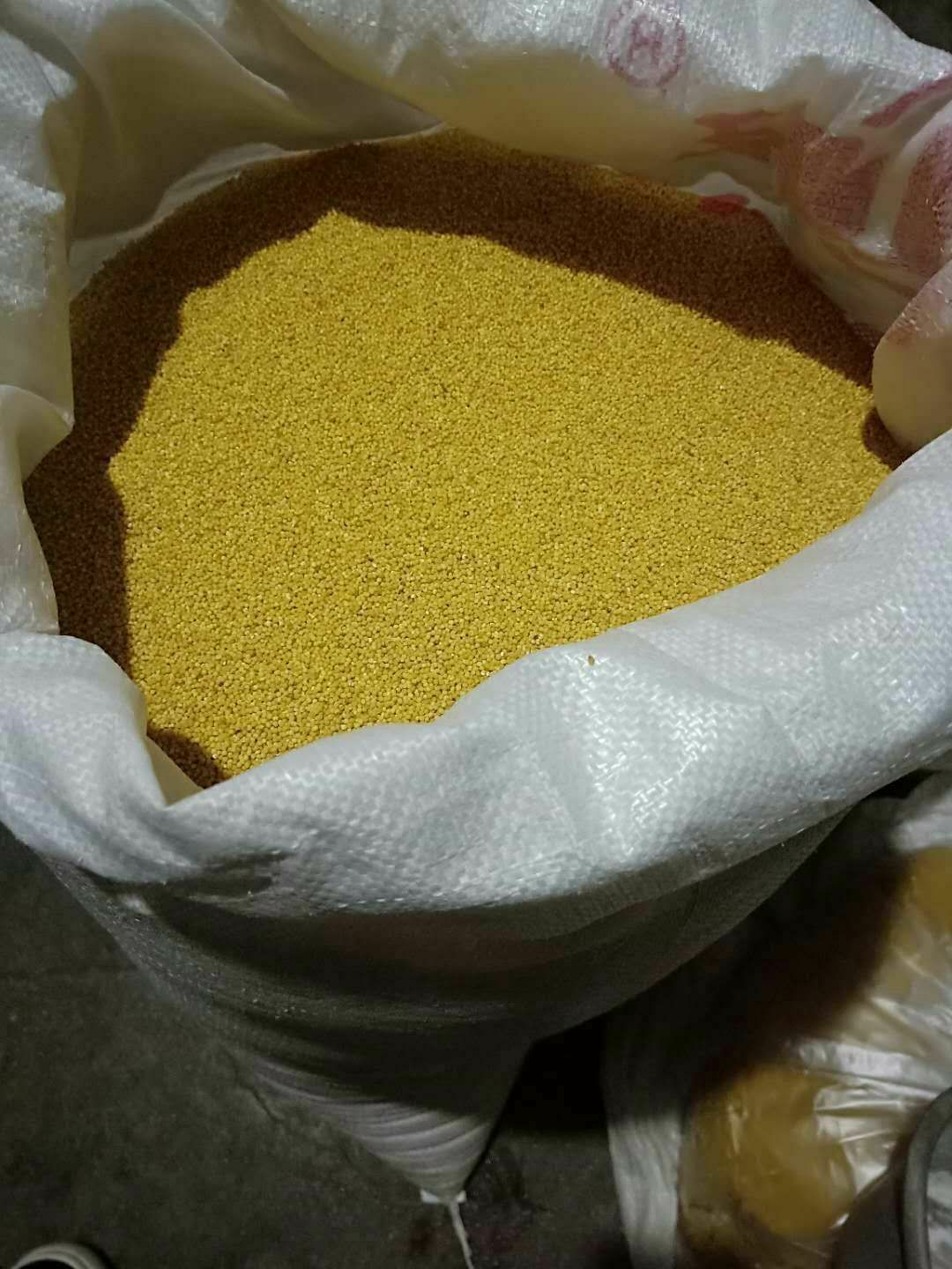 平邑县黄小米  优质农家，小米，宝宝州，月子米，杂粮米