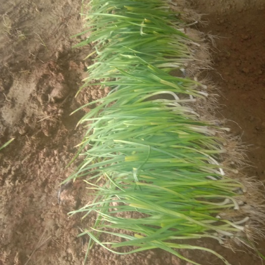 东平县白根蒜苗 40 - 45cm 