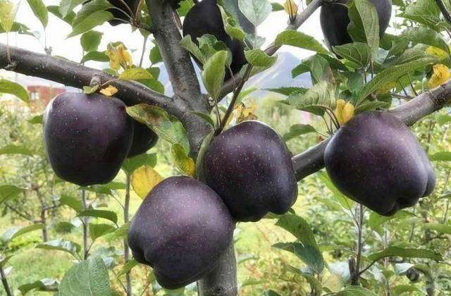 平邑县黑钻苹果树苗 1~1.5米