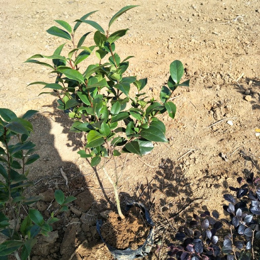 阳朔县茶花树 10cm以下