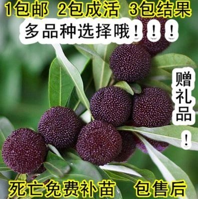 平邑县 优质杨梅树苗 
保活 提供种植和管理技术