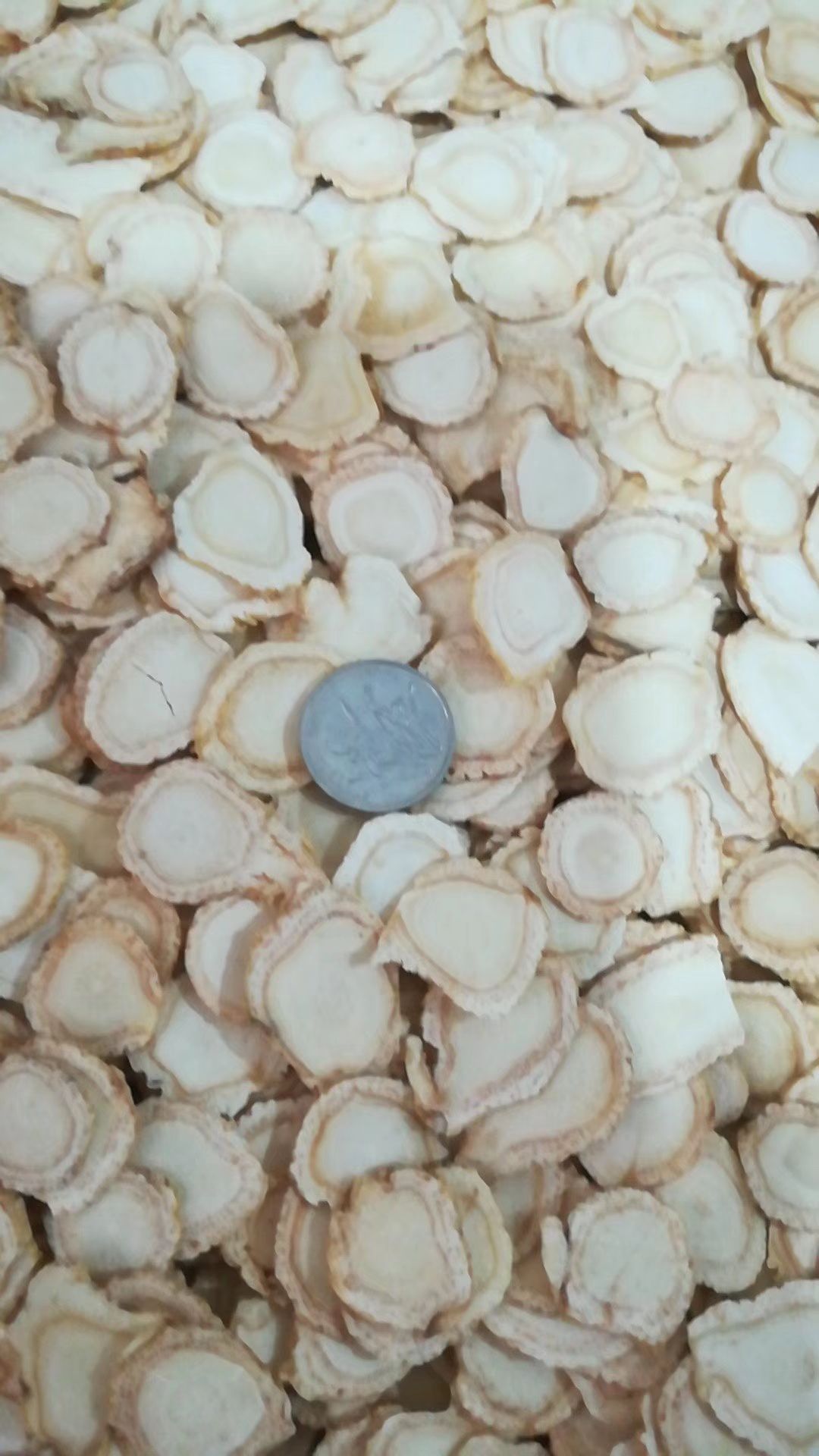 西洋参片 无硫 大中小片 泡水 口含 煲汤 一斤起包邮