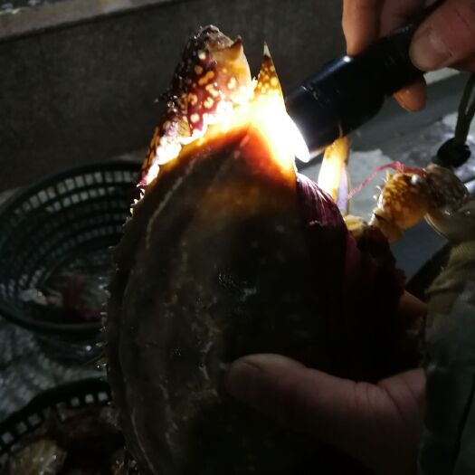 天津梭子蟹 母蟹 8两 