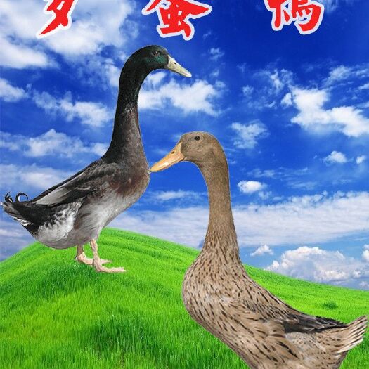 南宁江南一号蛋鸭苗 