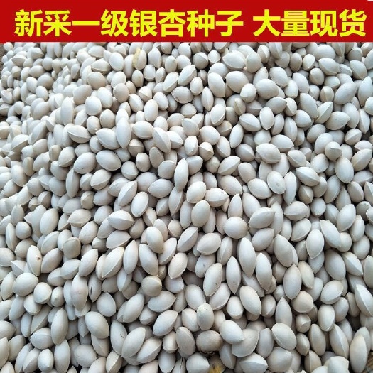 沭阳县白果 