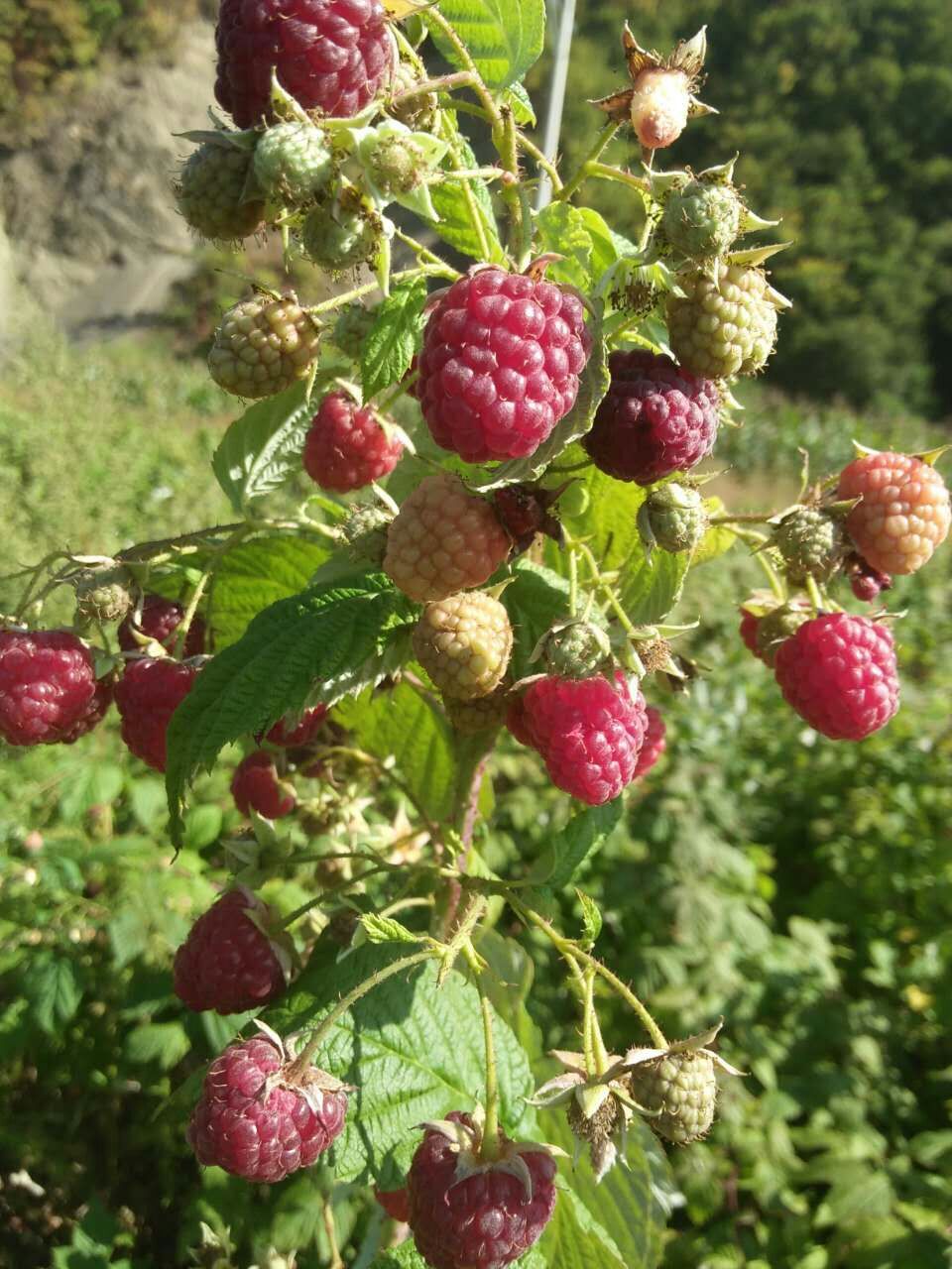 红树莓苗