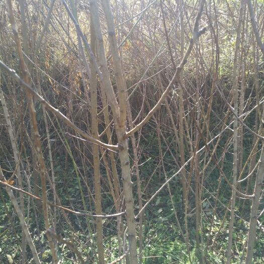 镇宁县蜂糖李树苗 