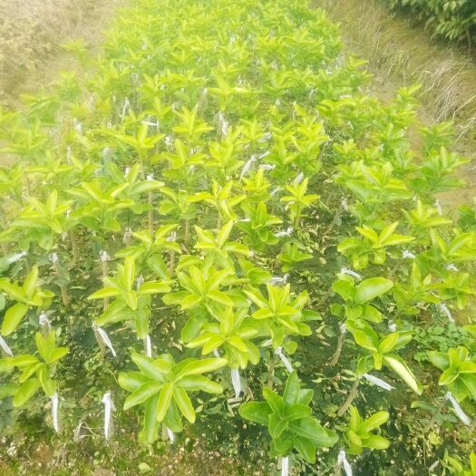 早熟沙糖桔苗 嫁接苗 0.2米以下 