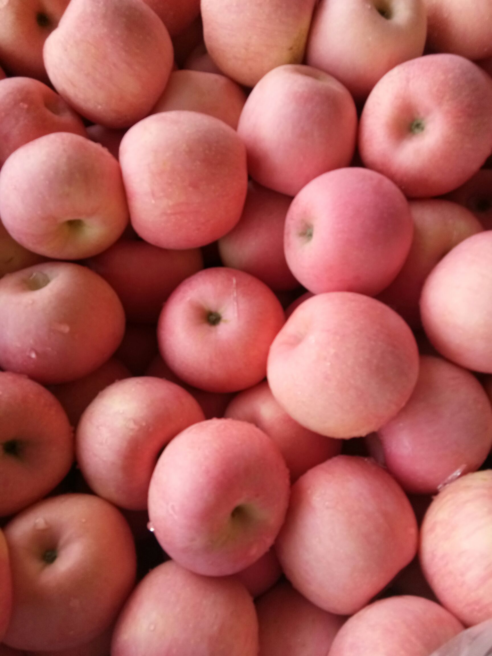 红富士苹果产地批发价格！