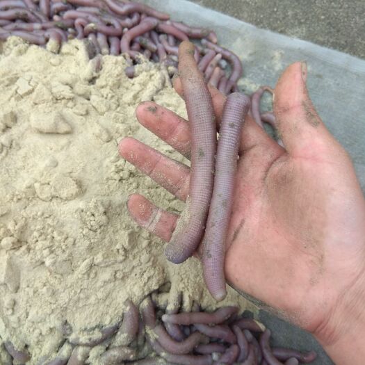 湛江沙虫 