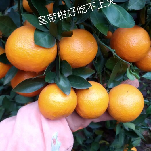 南宁皇帝柑 5.5 - 6cm 1两以下 