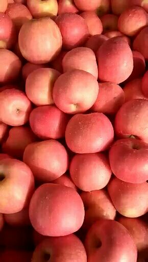 红富士苹果产地批发价格！