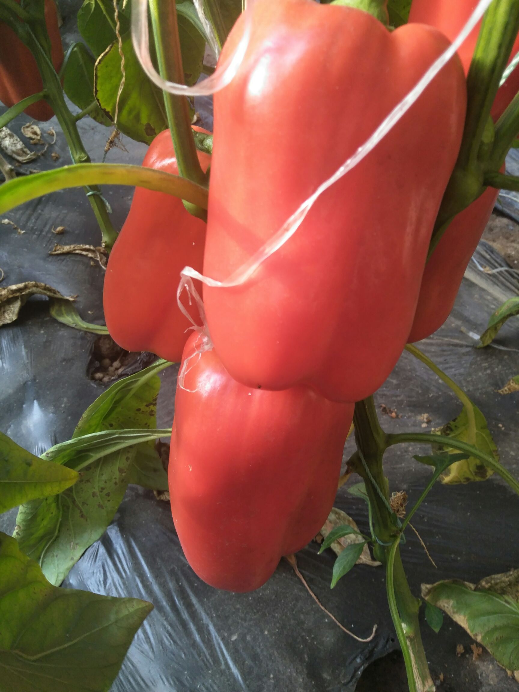 菜椒 10~15cm 甜辣 红色 
