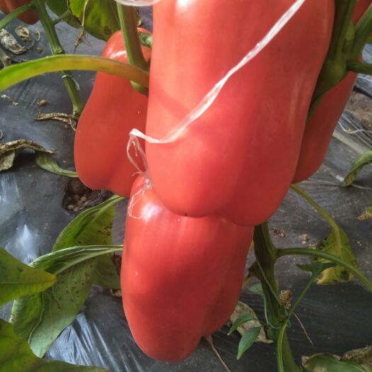 济南菜椒 10~15cm 甜辣 红色 