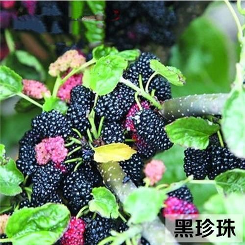 射阳县果桑苗  黑珍珠黑珍珠桑葚苗