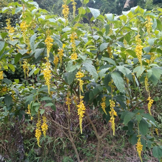 黄花倒水莲 整颗售
