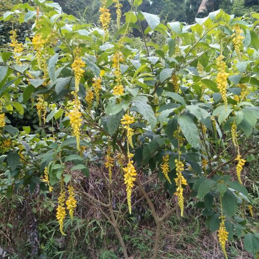 昭平县黄花倒水莲 整颗售