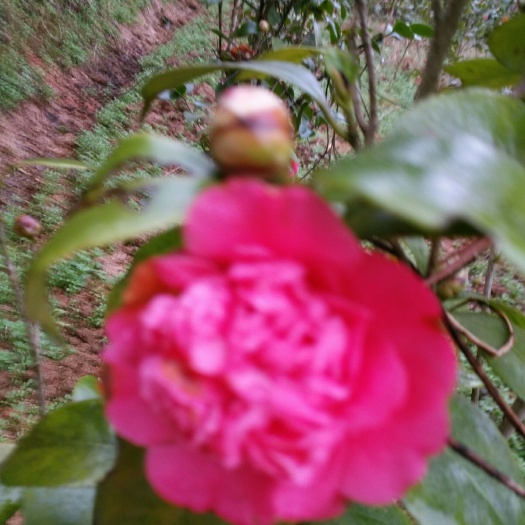 邵阳县七芯茶花  茶花苗一大、小、规格都有，现挖现发，成活率高
