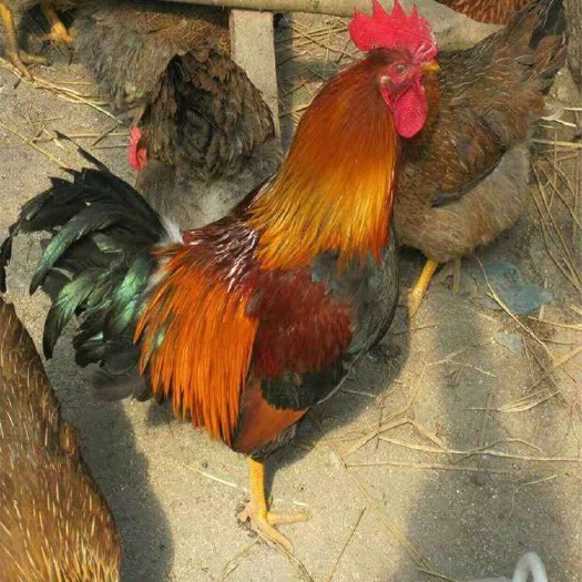 广州土鸡苗  草原红鸡苗 红羽公鸡苗 草鸡苗