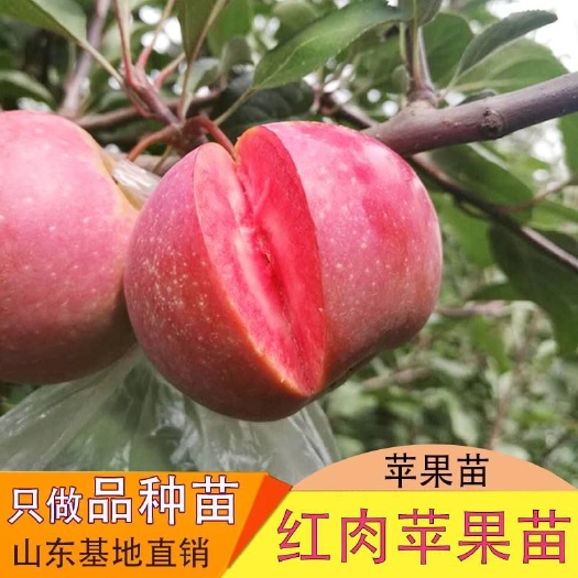 平邑县红肉苹果树苗 1~1.5米