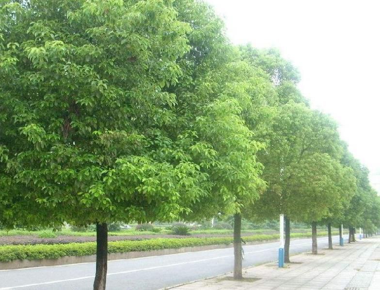 香樟种子 