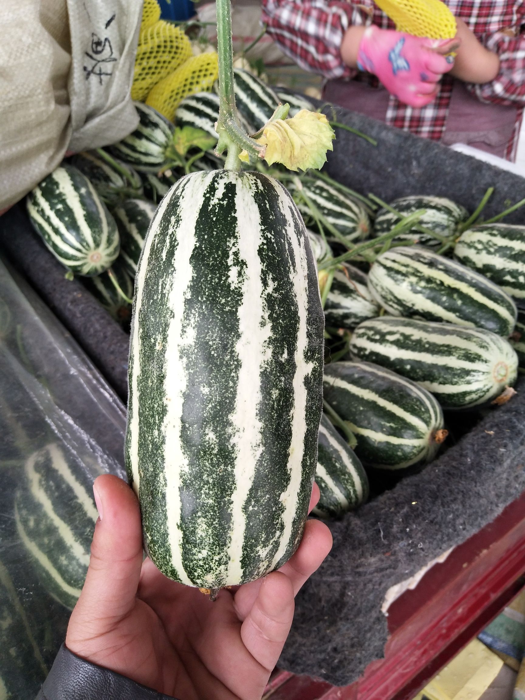  博洋蜜瓜，甜瓜香瓜哈密瓜基地，品种上百种
