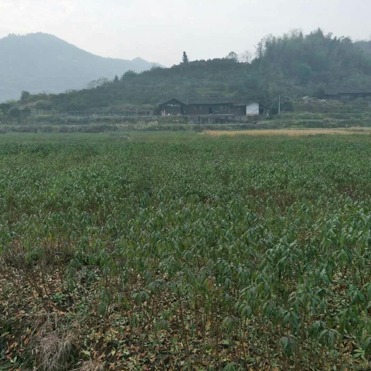 中方县锦绣黄桃苗 看这里