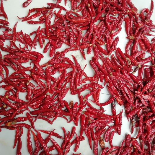 周口朝天椒 5~10cm 特辣 紫红 