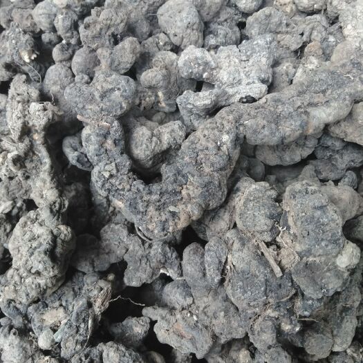 略阳县秦岭中药材猪苓水洗去泥石干货优级2斤包邮