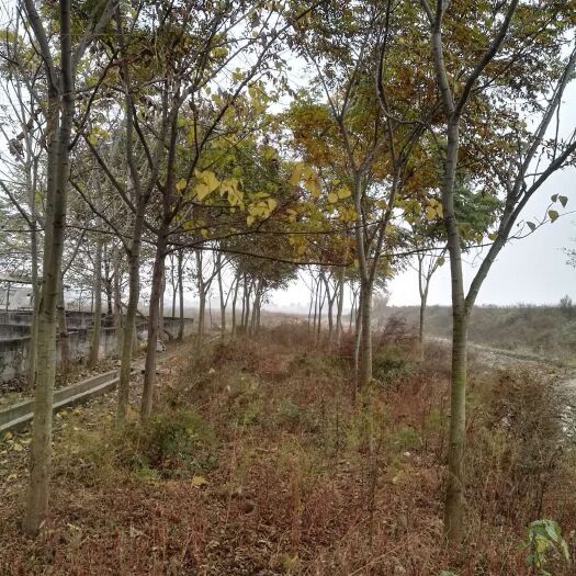 绵阳栾树 