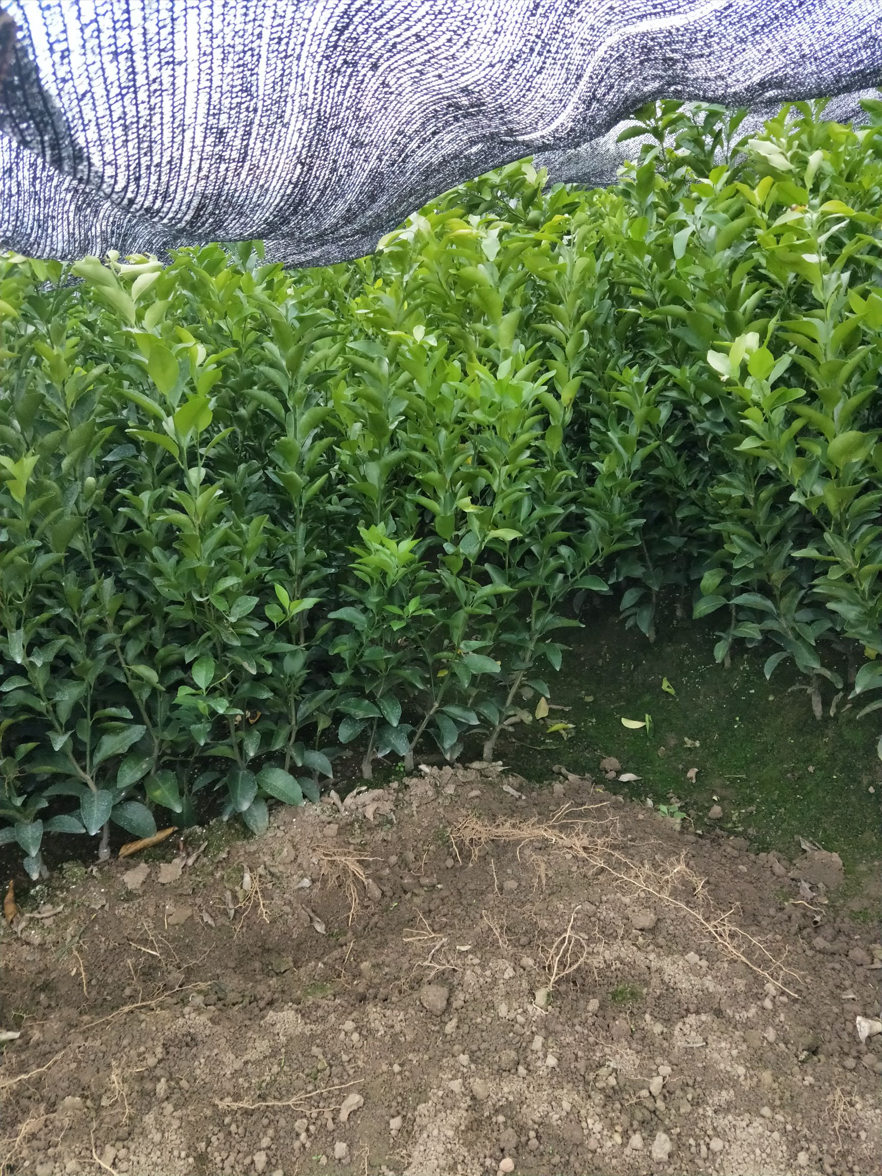 纽荷尔脐橙苗  赣南脐橙品种