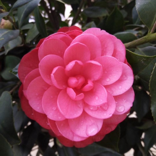 荔浦市茶花树 100~140cm 