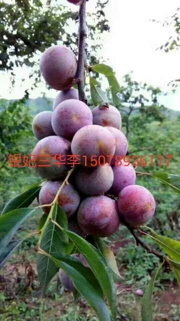 恭城县银妃三华李苗 