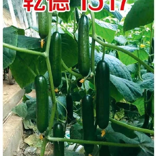 寿光市水果黄瓜种子 杂交种 ≥85% 