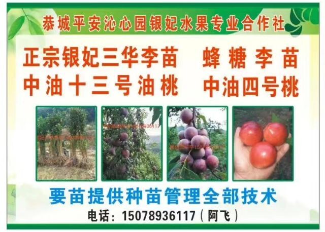 恭城县银妃三华李苗 