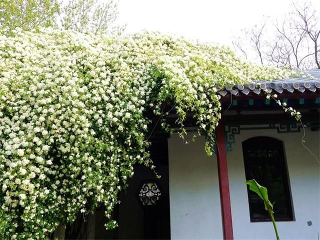  能爬墙的花卉爬藤植物攀缘花卉黄木香花白木香
