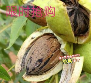 平邑县碧根果苗