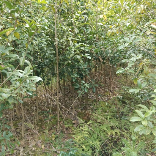 宜丰县丹桂 月月桂