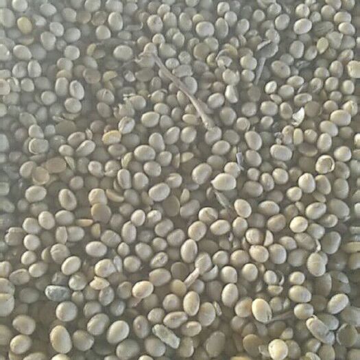 安阳县黄大豆 生大豆 3等品 