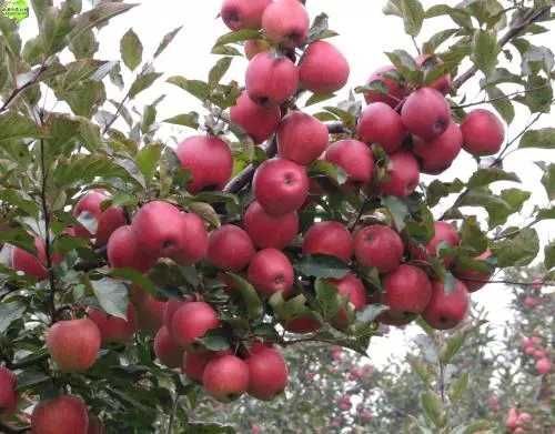 平邑县矮化短枝富士苹果苗 0.5~1米